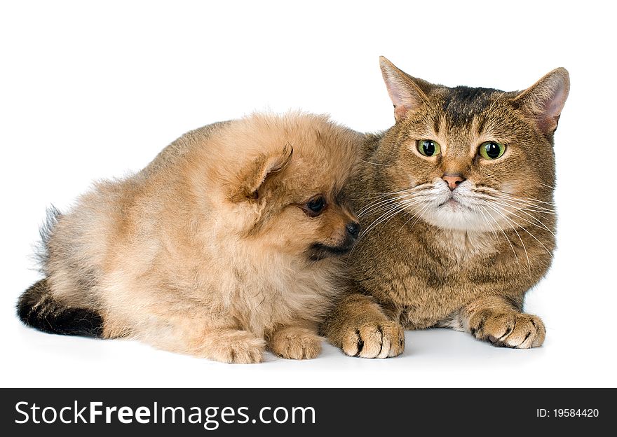 Cat and puppy  in studio on a neutral background