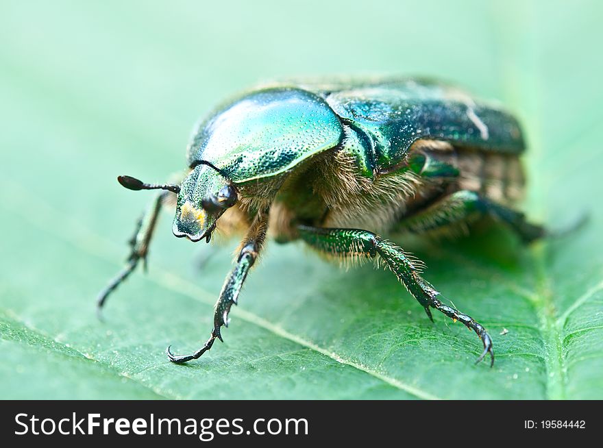 Green beetle on a leaf, macro