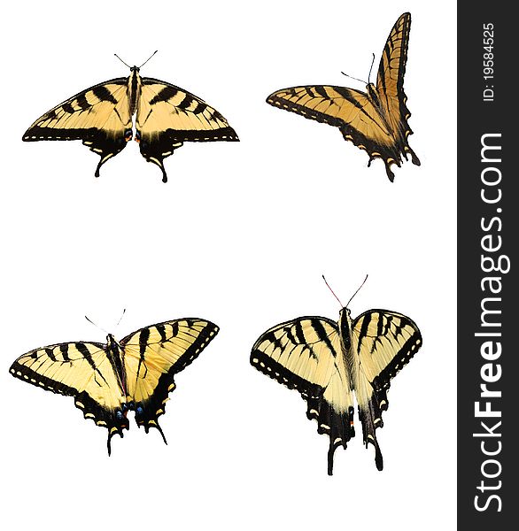 Eastern Tiger Swallowtail Collage with four different versions