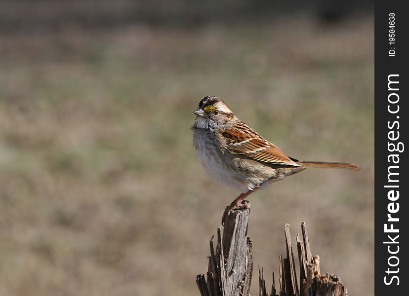 White Throated Sparrow Perched on a Tree Stump