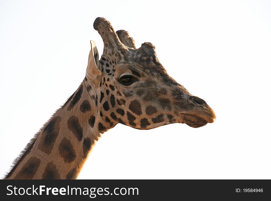 Closeup of a Giraffe head. Closeup of a Giraffe head