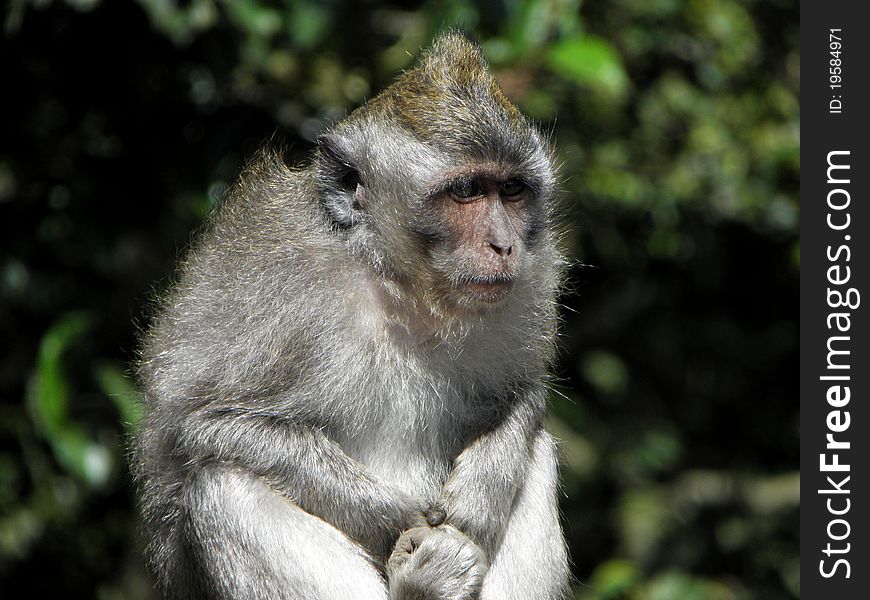 Close up of an asian monkey. Close up of an asian monkey