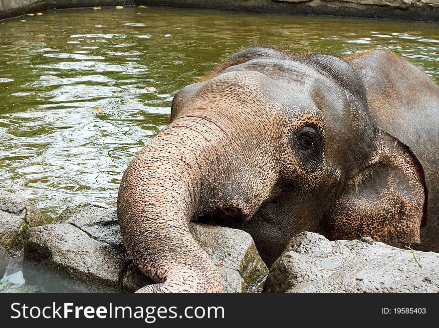 Elephant relaxing in the mud hole at the safari zoo. Elephant relaxing in the mud hole at the safari zoo