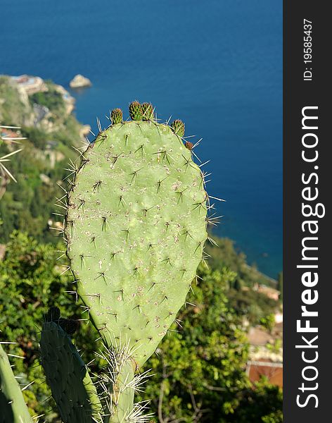 Green cactus in the Mediterranean