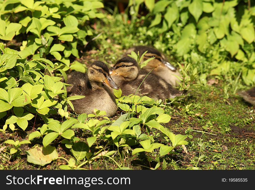 Animals: group of ducklings (focus on the first one)