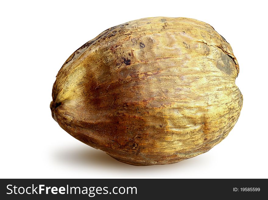 Coconut seed containing a coconut shell