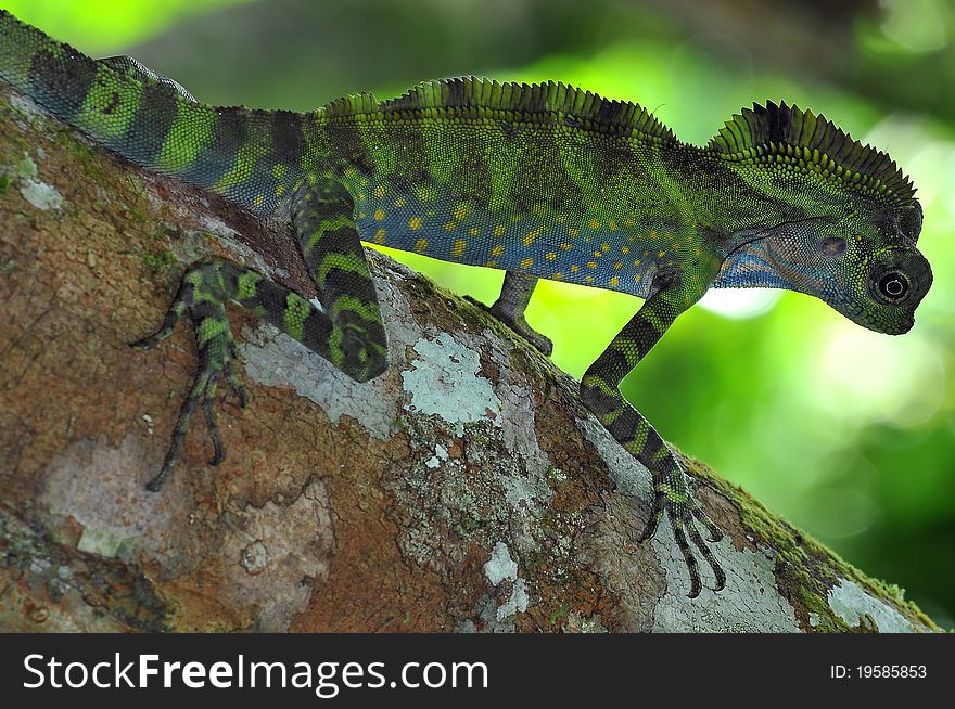 A colorful male lizard with green background.