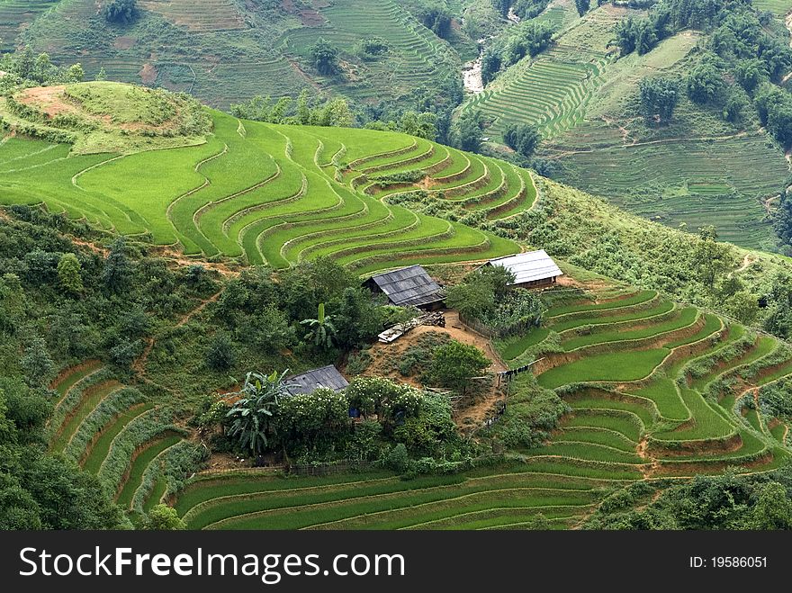 Terraced Rice Field