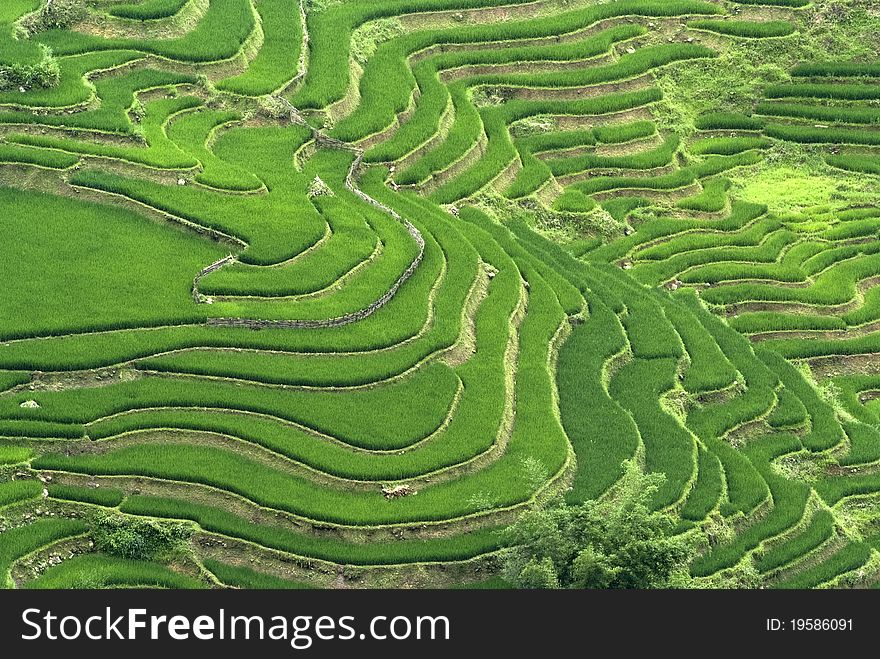 Terraced Rice Field