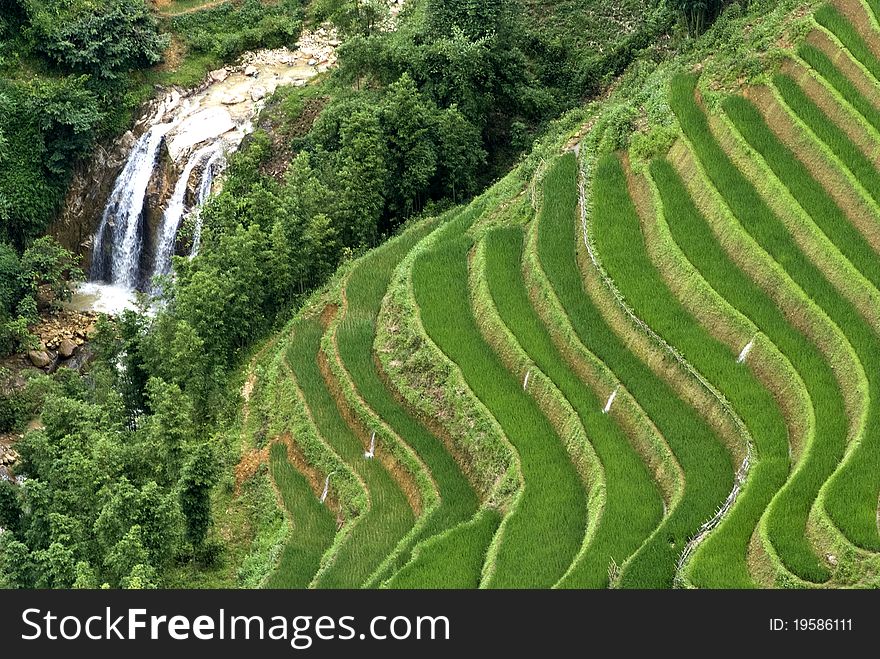 Green Terraced Rice Field in Sapa, Vietnam