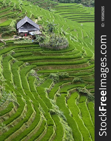 Green Terraced Rice Field in Sapa, Vietnam