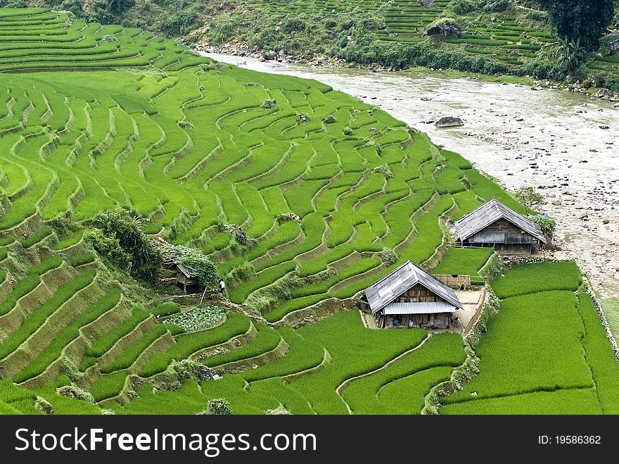 Terraced Rice Field