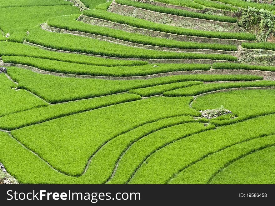 Green Terraced Rice Field in Sapa, Vietnam