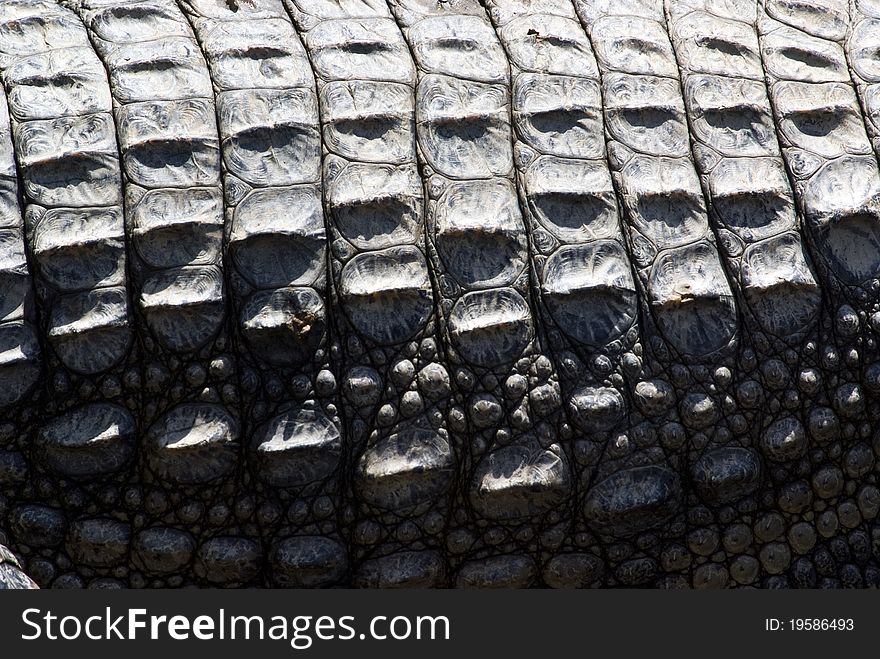 Crocodile skin exposed to the sun