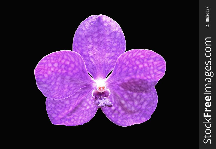 Closeup shot of a single tropical purple orchid on a black background