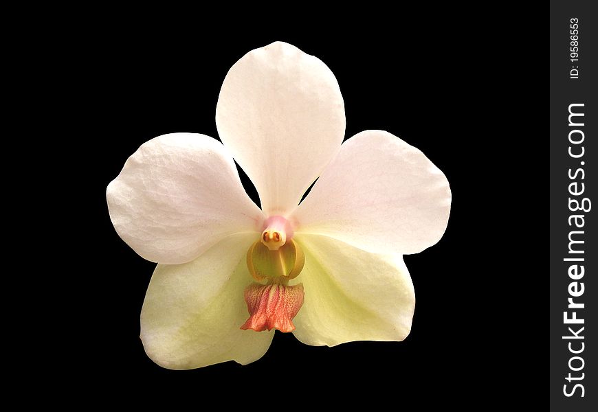 Closeup of single tropical white orchid on black background. Closeup of single tropical white orchid on black background