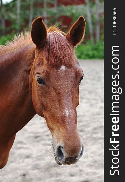 Close-up of a horseÂ´s face, the color called chestnut. Close-up of a horseÂ´s face, the color called chestnut.