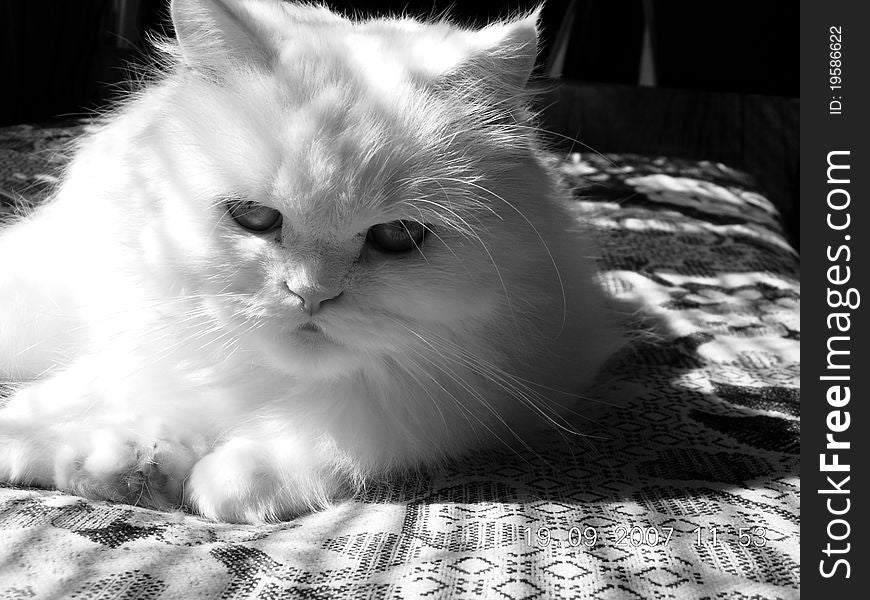My cat Eleonora. It is the white Persian cat