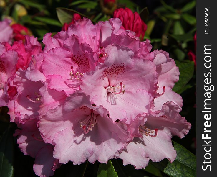 A close-up of a japaneese rhododenron - rhododenron yakushimanum. A close-up of a japaneese rhododenron - rhododenron yakushimanum.