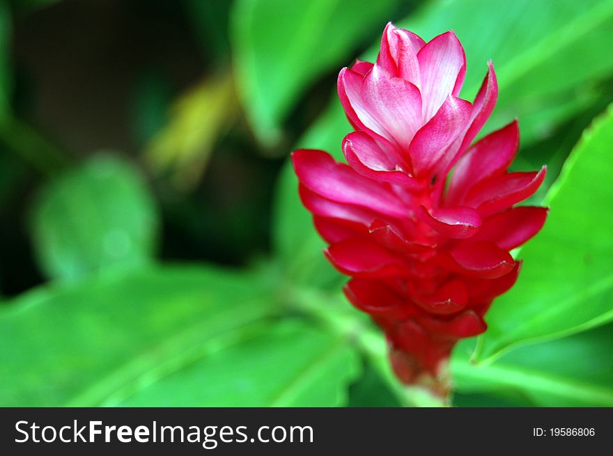 Beautiful bright red tropical flower close up. Beautiful bright red tropical flower close up
