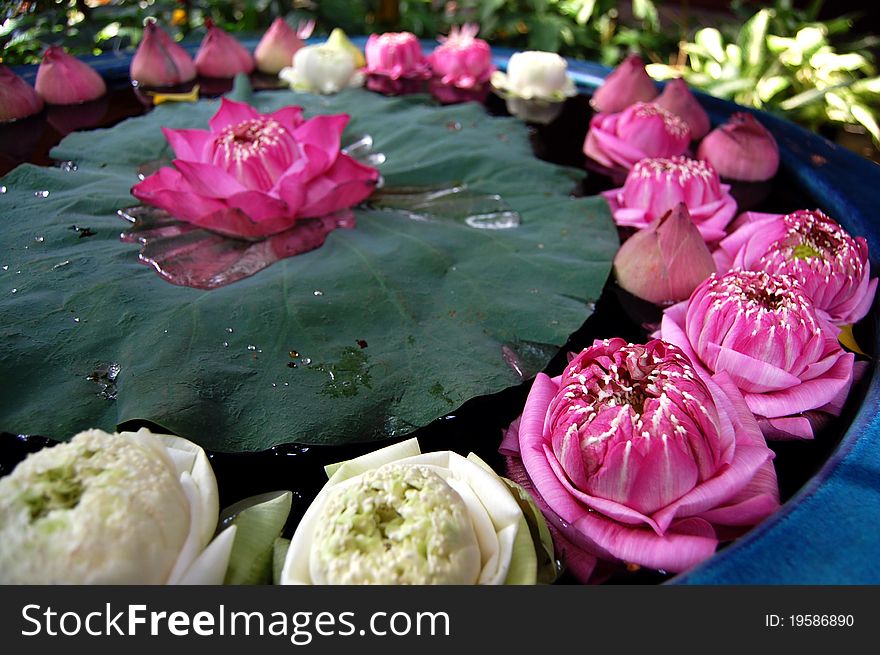 Bunch of lotus flowers arranged floating on water