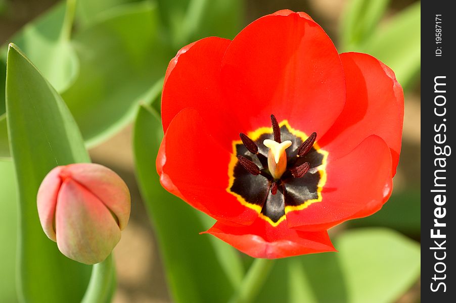 Fresh red Tulip in the garden