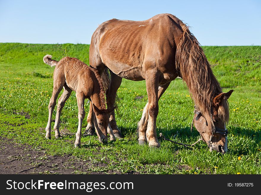 A horse and foal on grass. A horse and foal on grass