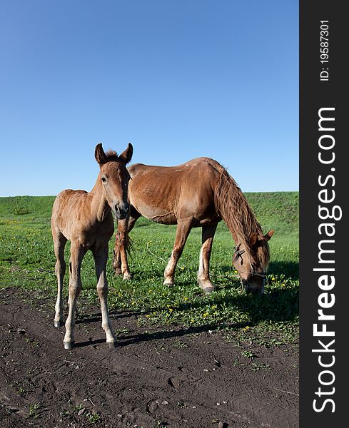 Mare and her foal on field