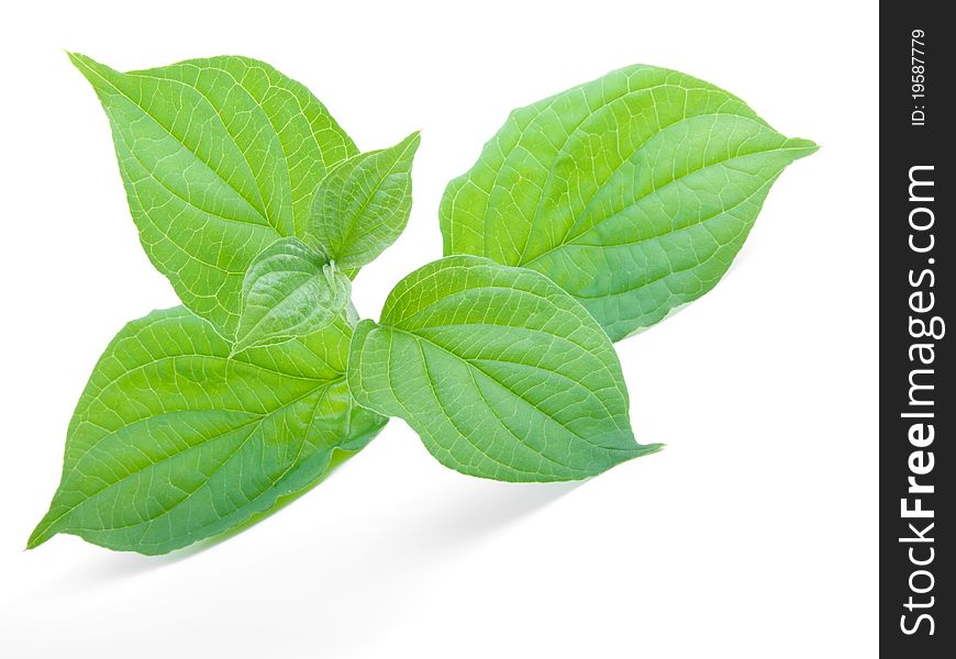 Green leaf, isolated on a white background