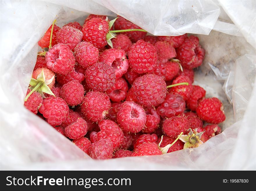 A bunch of handpicked fresh raspberries in a bag.