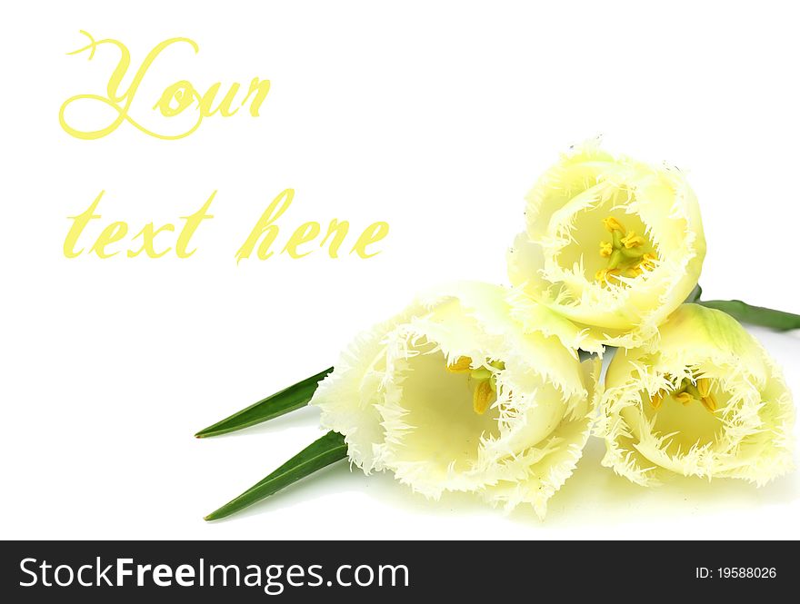 Tthree yellow tulips over white