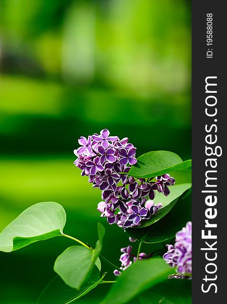 Leaves and lilac flowers on a green background