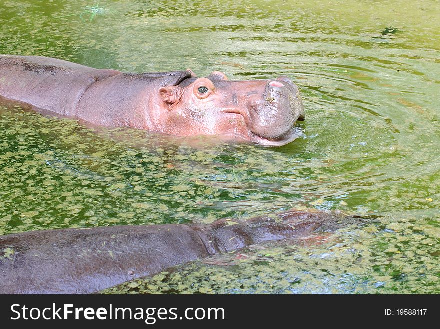 Hippopotamus eat water at zoo