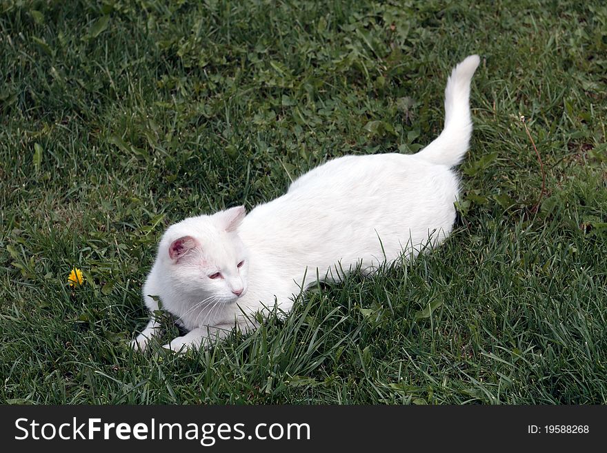 In the Garden, White domestic cat on a field. Rural scene .