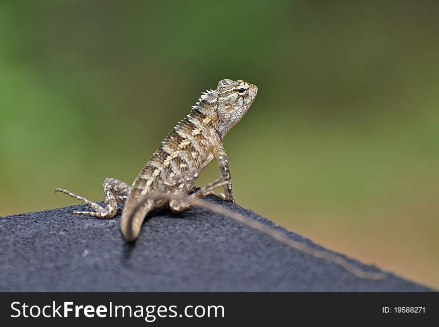 Wildlife of yala national park. Wildlife of yala national park