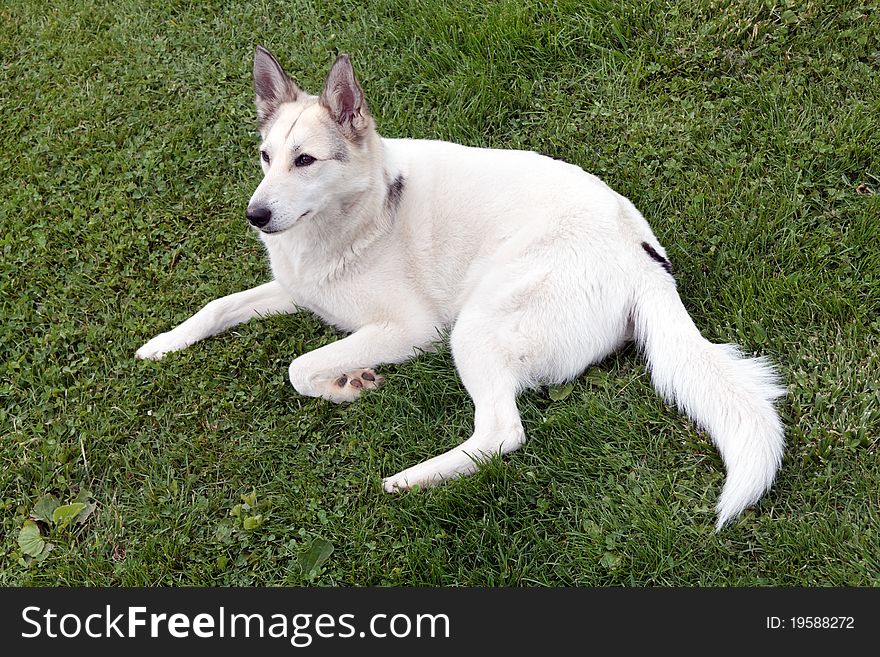 Sun day,white husky on the grass.