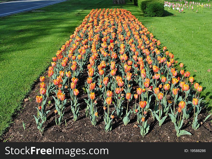 Rows of blooming orange tulip flowers. Rows of blooming orange tulip flowers