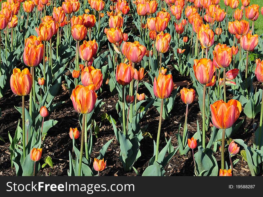 Rows of blooming orange tulip flowers. Rows of blooming orange tulip flowers