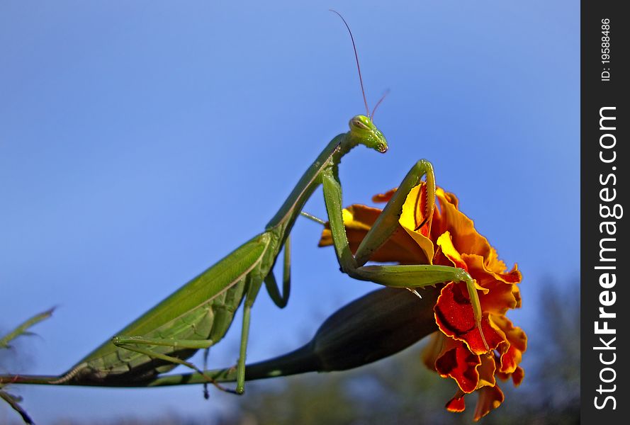 A beautiful green praying mantis on natural background