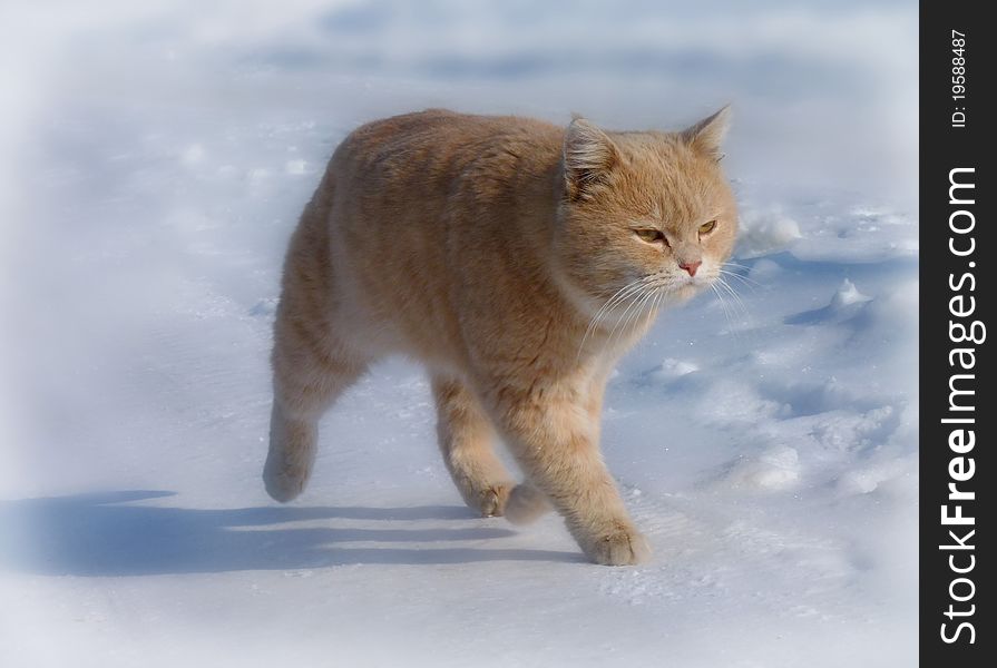 The cat walks on snow covered road