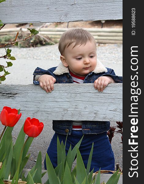 Cute baby boy standing in garden with flowers. Cute baby boy standing in garden with flowers