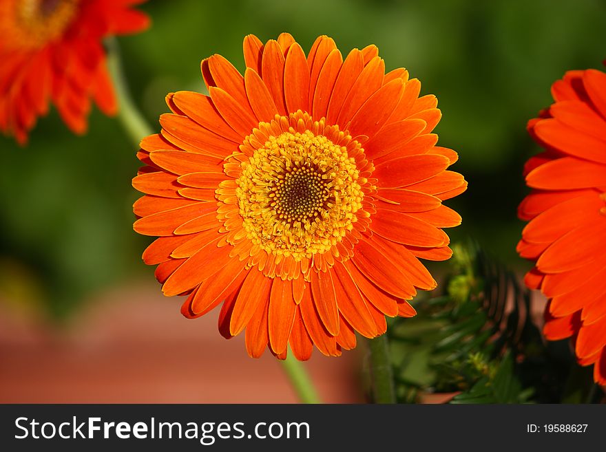 Flower of an orange gerber close-up