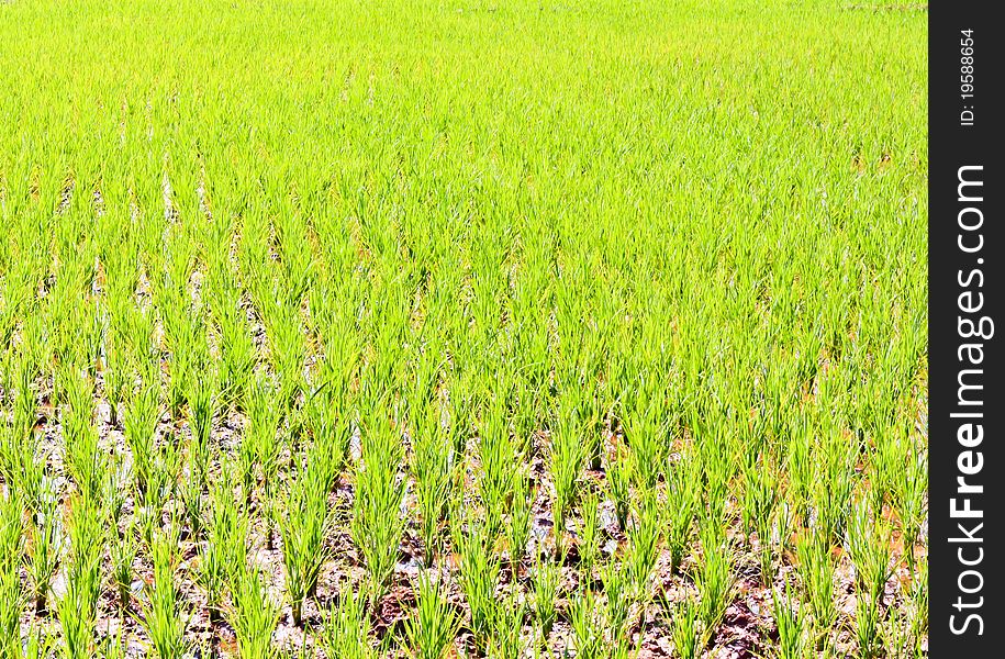 From rice immature No ears of corn on the muddy ground