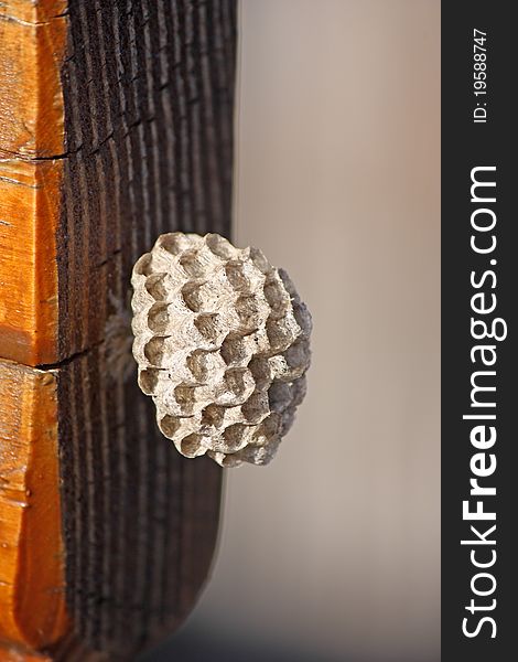 Empty little paper wasp nest