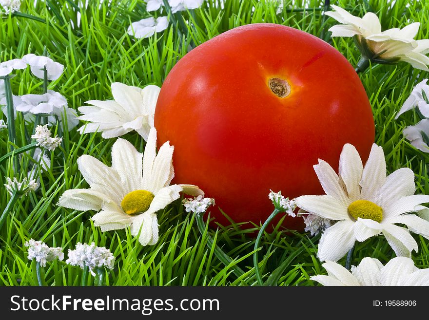 A single fresh tomato on artificial grass and daisies . A single fresh tomato on artificial grass and daisies