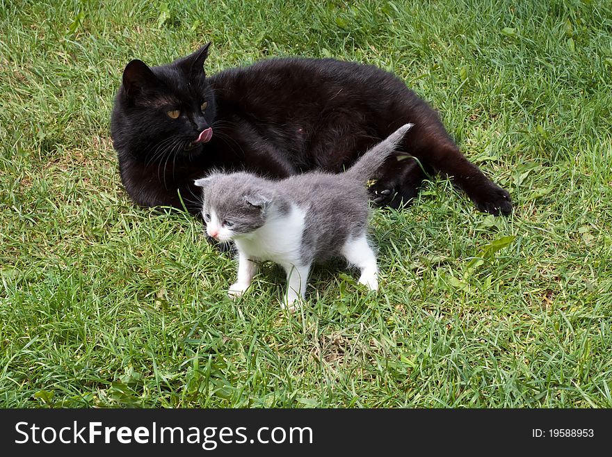 Sunny Day,Black Mother Cat with Baby.