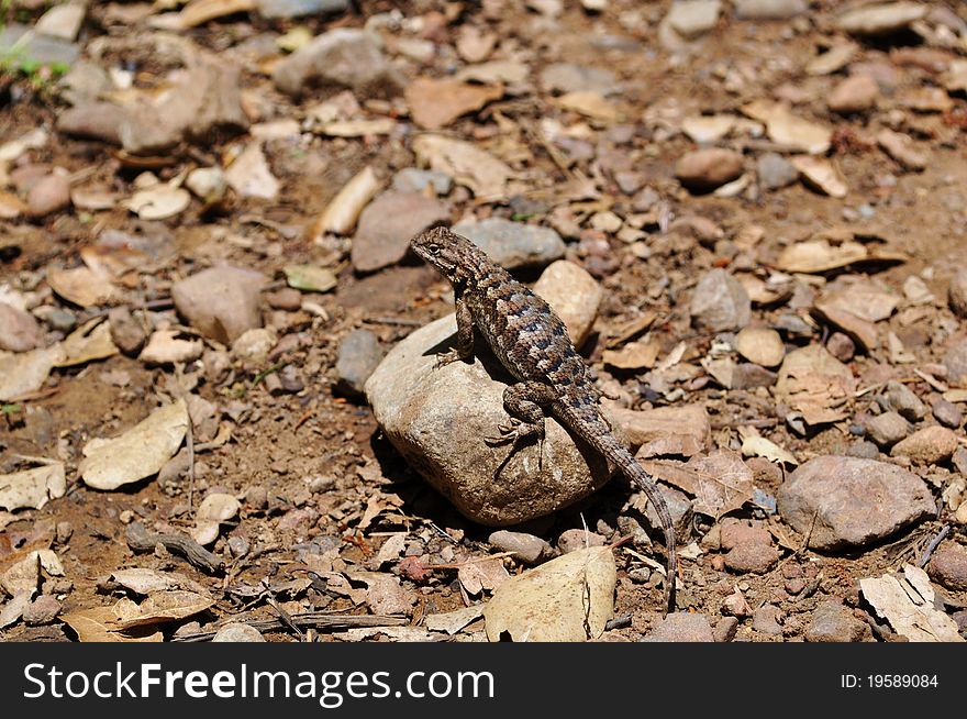 Lizard relaxin and sunbathing on rock. Lizard relaxin and sunbathing on rock