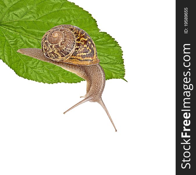 Clsoe Up Of Burgundy Snail