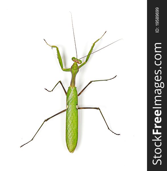 Green mantis on white background