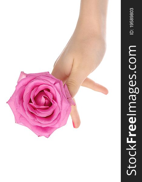 Female hand with pink rose isolated on white